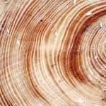 Is Renewable Smart Wood the Future of Sustainable Smart Furniture?