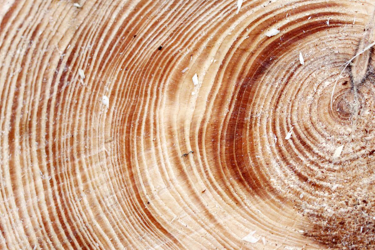 Is Renewable Smart Wood the Future of Sustainable Smart Furniture?